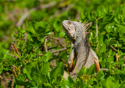 Iguana in green trees