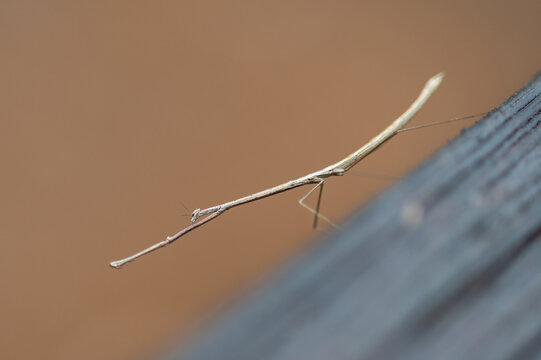 Stick bug doing interesting pose