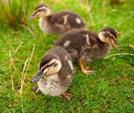 three little ducklings arranged symmetrically 