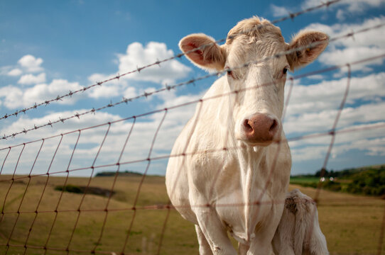 Cow on farm looking through fence