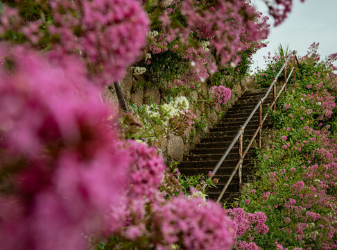 Beautiful staircase surrounded by pink flowers