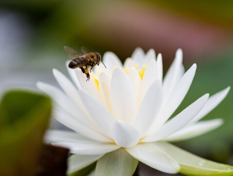  Bee flying up to white lotus flower