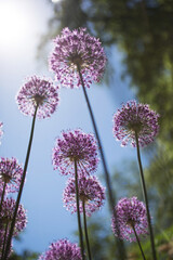 Allium Ostara on a sunny summer day