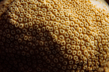 Coral closeup