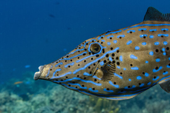 Scrawled filefish closeup