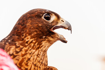 Close up on falcon's head. The bird is looking to the left side of the frame. Sunset if reflected in the bird's eyes.