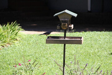 Close-up of Bird at the Feeder