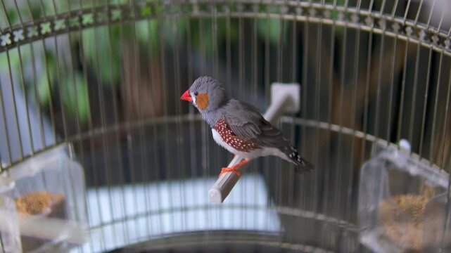Close up shot of two cute little zebra finch or chestnut-eared finch, taeniopygia guttata spotted perching on tree branch and wondering around it surrounding environments, drop a guanoe and fly away.