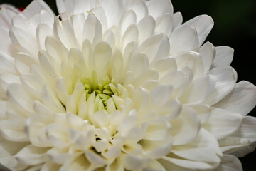 Fototapeta premium White chrysanthemum close up. Macro image with small depth of field. London, UK, 9 July 2024
