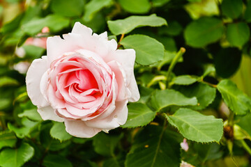 Red roses bloom in the summer in the country garden. London, UK, 9 July 2024