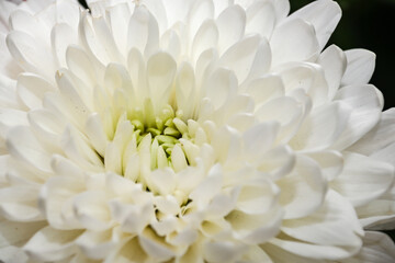 Fototapeta premium White chrysanthemum close up. Macro image with small depth of field. London, UK, 9 July 2024
