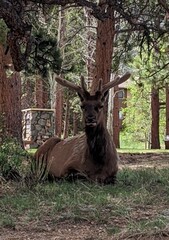 Up close look with a young Elk.