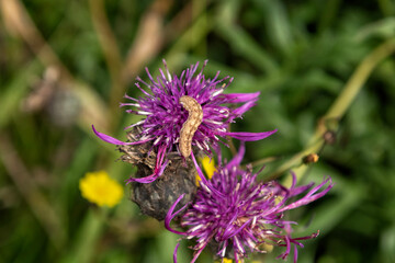 Caterpillar on Greater Knapweed flower