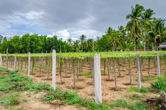 Ivy gourd or gherkins cultivation