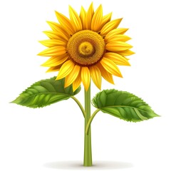 Obraz premium sunflower flora vector illustration