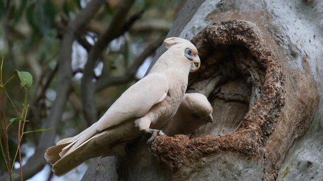 Two Australian adult Little Corellas -Cacatua sanguinea- drinking water from gum tree hollow bending up and down