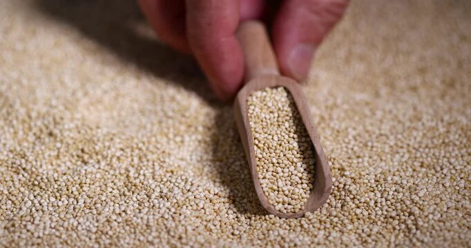 Raw quinoa porridge grains close-up, not cooked healthy quinoa porridge grains