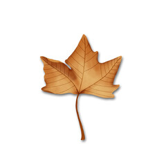 autumn maple leaf