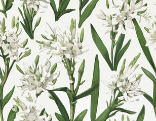 Tuberose | Redoute Flower Illustration
