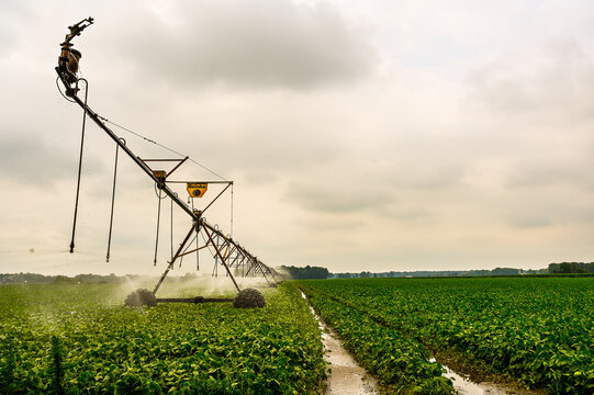 Keeping Soybeans Healthy Through Irrigation