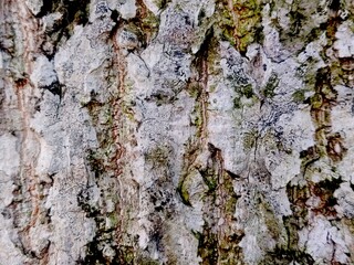 The rough skin of tree. Natural wood background