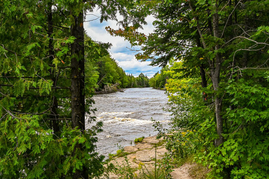 Beautiful River Surrounded by Forest