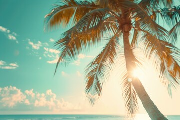 A palm tree stands tall on a sunny beach as the day ends