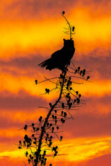 Great horned owl on yucca stalk with sunrise sky.  Photograph taken in Simi Valley California.  