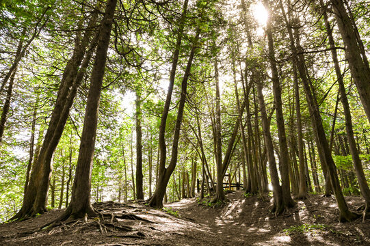Light Through a Forest
