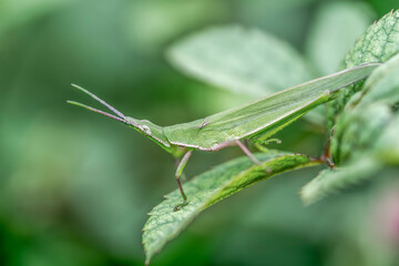 A grasshopper on a leaf