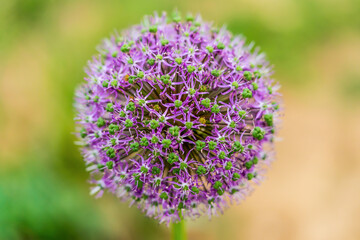 Perfect natural flower ball (Allium hollandicum)