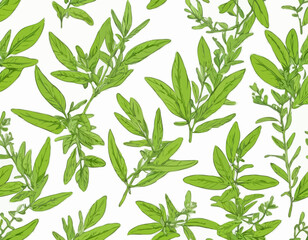 Vector lemon verbena plant. Medicinal, aromatic herb. Illustration of branch with green leaves in cartoon flat style.
