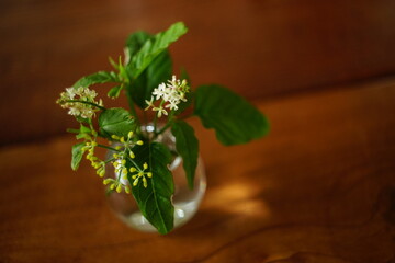 野草