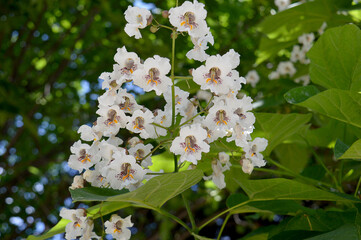 Northern catalpa tree blooming in Bucharest Romania
