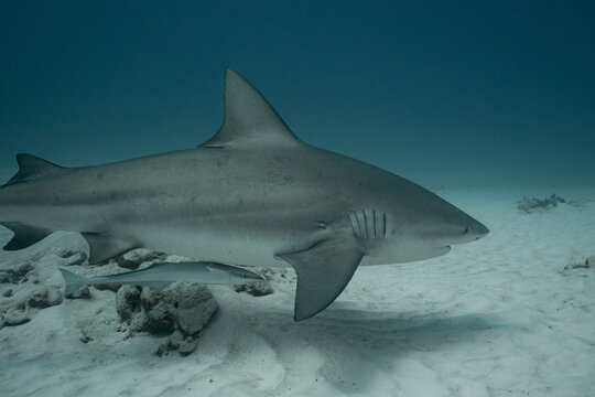Bull shark with remora swimming