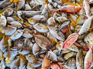 piles of various types of fresh raw fish caught by fishermen and sold at traditional markets.