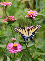 Butterfly and flowers