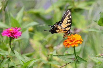 Butterfly and flowers