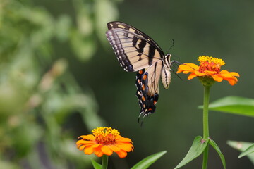 Butterfly and flowers