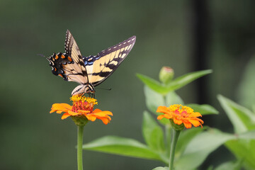 Butterfly and flowers