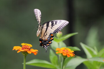 Butterfly and flowers