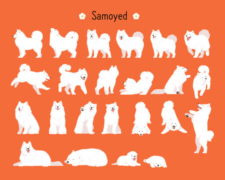 A collection of various movements of a furry Samoyed. flat vector illustration.