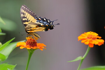 Butterfly and flowers