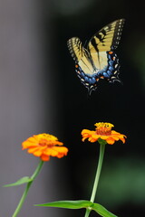 Butterfly and flowers