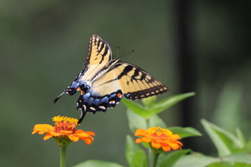 Butterfly and flowers