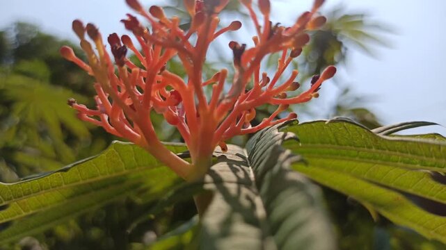 iodine plant flowers