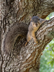 A Curious Eastern Gray Squirrel Perched on a Limb of a Lie Oak Tree Looking at the Camera
