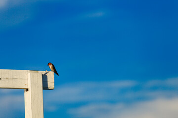 Swallows perch on a wooden beam against a backdrop of clouds and a blue sky.