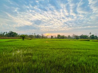 Green rice fields and morning sky