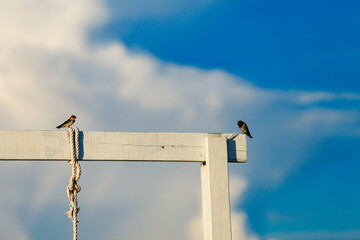 Swallows perch on a wooden beam against a backdrop of clouds and a blue sky.